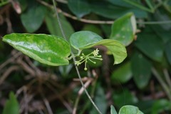 Vincetoxicum anomalum