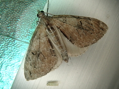 Heterothera postalbida