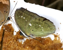 Euphaedra eupalus