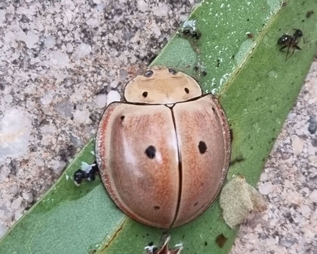 Megalocaria welwitschii