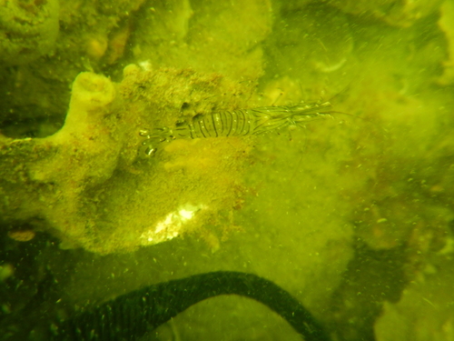 Rockpool Prawn, 4322 Scharendijke, Nederland, photo 8 of 10