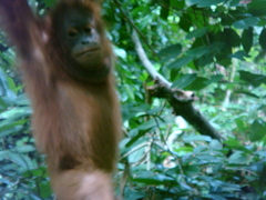 Pongo pygmaeus