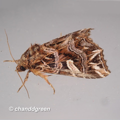 Callopistria exotica