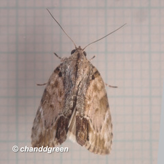 Etanna breviuscula