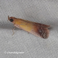Piesmopoda semilutea