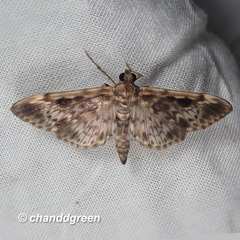 Rhimphaliodes macrostigma
