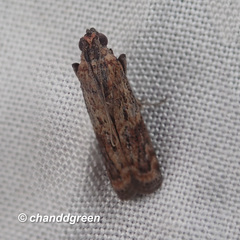 Phycita cirrhodelta