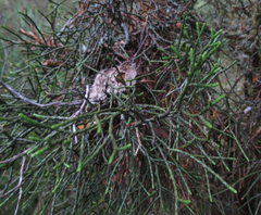 Halocarpus
