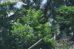 Cestrum laevigatum