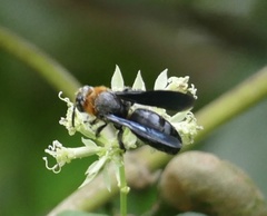 Campsomeriella