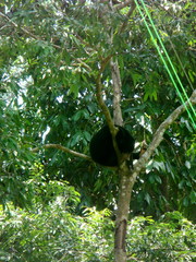 Helarctos malayanus euryspilus