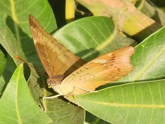 Euthalia aconthea