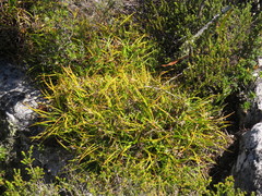 Capeobolus brevicaulis