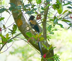 Dendrocitta leucogastra