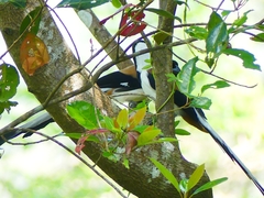 Dendrocitta leucogastra