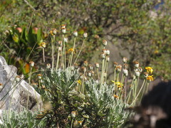 Euryops pectinatus pectinatus