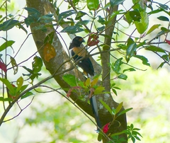 Dendrocitta leucogastra