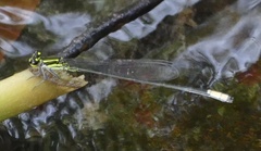 Pseudagrion melanicterum