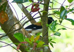 Dendrocitta leucogastra