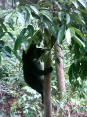 Helarctos malayanus euryspilus