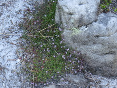 Lobelia eckloniana