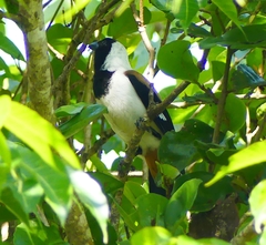 Dendrocitta leucogastra
