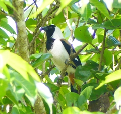 Dendrocitta leucogastra