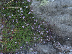 Lobelia eckloniana