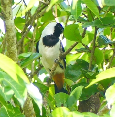 Dendrocitta leucogastra