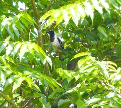 Dendrocitta leucogastra