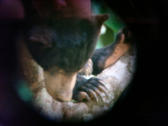 Helarctos malayanus euryspilus