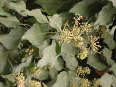 Hedera helix