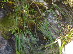 Trachyandra tabularis