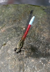 Chlorocypha curta