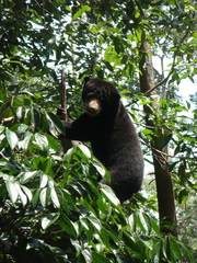 Helarctos malayanus euryspilus