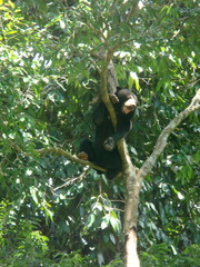 Helarctos malayanus euryspilus