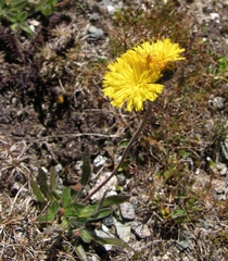 Pilosella glacialis