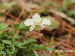 Rubus taiwanicola