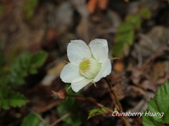 Rubus taiwanicola
