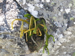 Phlegmariurus gnidioides