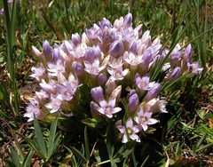 Gentianella ramosa