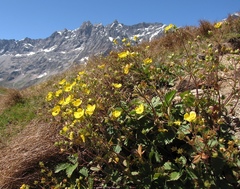 Potentilla grandiflora