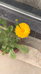 Calendula officinalis