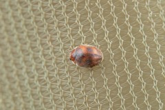 Scymnus subvillosus