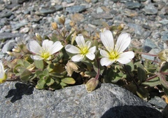 Cerastium latifolium