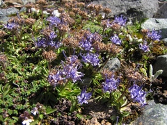 Phyteuma globulariifolium