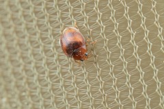Scymnus subvillosus