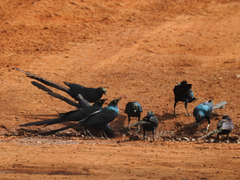 Lamprotornis caudatus