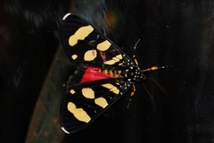 Heraclia africana