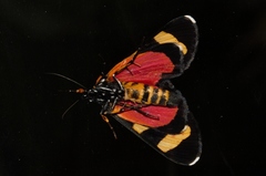 Heraclia africana